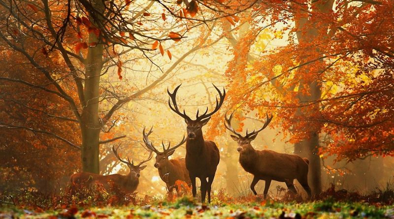 Pillole di Folklore # 21 –&nbsp;Mabon