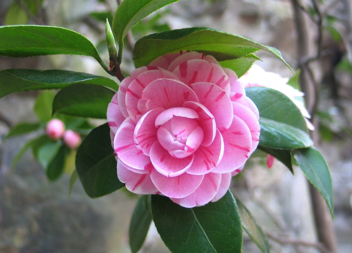 La camelia tra leggende e linguaggio dei fiori – Pillole di Folklore&nbsp;#70