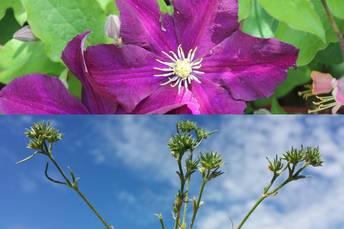 La clematis e il centigrani (Scleranthus annuus) tra leggende e linguaggio dei fiori – Pillole di Folklore&nbsp;#73