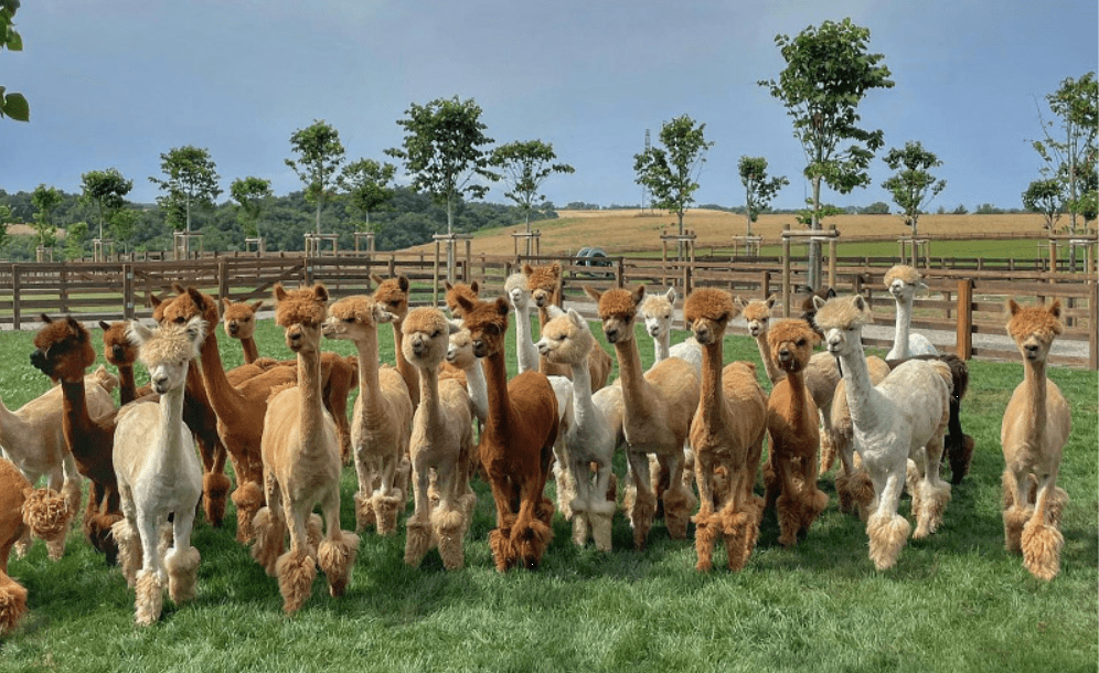 Un’oasi di dolcezza tra le colline: alla scoperta dei Piani degli&nbsp;Alpaca